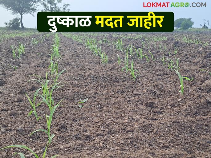 Agriculture to account holders in 40 talukas declared drought for Kharif season-2023 | खरीप हंगाम-२०२३ करिता दुष्काळ जाहिर केलेल्या ४० तालुक्यांमधील शेतकऱ्यांना मिळणार निविष्ठा अनुदान
