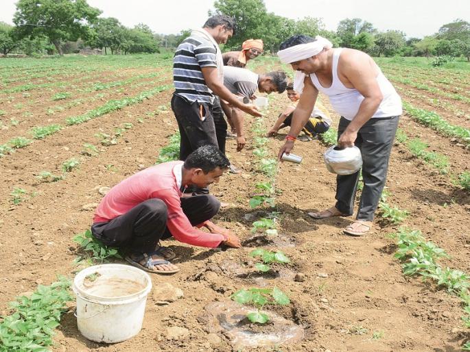 drought hits four years out of six in Hingoli; Drought crisis again this year | हिंगोलीत सहापैकी चार वर्षे गेली दुष्काळात; यंदा पुन्हा दुष्काळाचे संकट drought hits four years out of six in Hingoli; Drought crisis again this year | हिंगोलीत सहापैकी चार वर्षे गेली दुष्काळात; यंदा पुन्हा दुष्काळाचे संकट