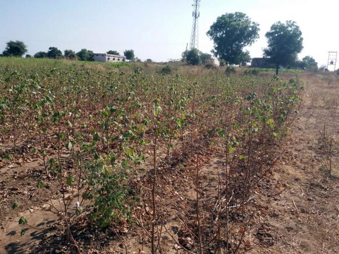 Drought in Marathwada: Not being able to tell drought, be tolerant | Drought In Marathwada : दुष्काळ सांगताही येईना, सहनही होईना