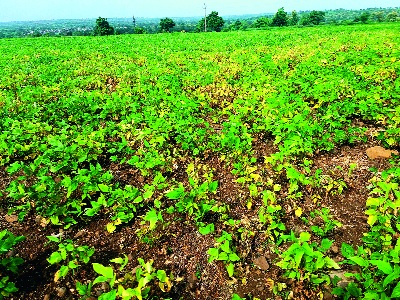 3,000 crore needed for drought relief, state government to send proposal to central government; Cabinet discussion today | दुष्काळ निवारणासाठी हवे ३,००० कोटी, राज्य सरकार केंद्र सरकारकडे पाठविणार प्रस्ताव; आज मंत्रिमंडळात चर्चा 3,000 crore needed for drought relief, state government to send proposal to central government; Cabinet discussion today | दुष्काळ निवारणासाठी हवे ३,००० कोटी, राज्य सरकार केंद्र सरकारकडे पाठविणार प्रस्ताव; आज मंत्रिमंडळात चर्चा