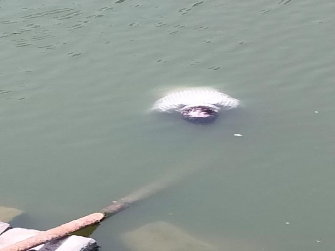 One drowned in Someshwar lake at Panhala fort | पन्हाळा गडावरील सोमेश्वर तलावात बुडून एकाचा मृत्यू One drowned in Someshwar lake at Panhala fort | पन्हाळा गडावरील सोमेश्वर तलावात बुडून एकाचा मृत्यू