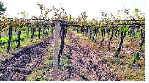 Crisis on farmers' grapevine in Jat taluka; Debt relief too ... | जत तालुक्यात शेतकऱ्यांच्या द्राक्षबागांवर संकट; कर्जफेडही अडचणीत...