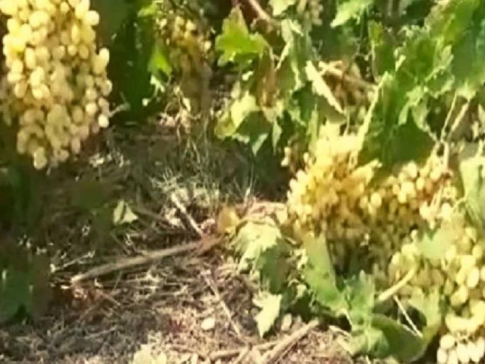 16 hectaresof crop damage due to unseasonal rains in sangli | अवकाळी पावसामुळे १६५५९ हेक्टर पिकांचे नुकसान; शेतकरी चिंतेत 16 hectaresof crop damage due to unseasonal rains in sangli | अवकाळी पावसामुळे १६५५९ हेक्टर पिकांचे नुकसान; शेतकरी चिंतेत