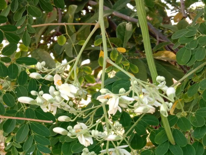 How to cultivate drumstick with improved technique? | सुधारित तंत्राने शेवग्याची लागवड कशी कराल ? How to cultivate drumstick with improved technique? | सुधारित तंत्राने शेवग्याची लागवड कशी कराल ?