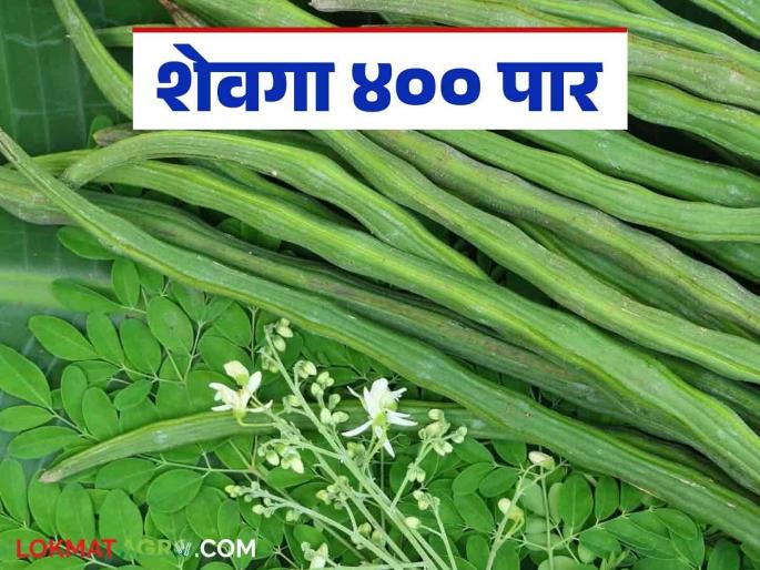 Shevga Market Rate: What is the price of eating Shevga in the market? Read detailed sevga market prices | Shevga Market Rate : बाजारात शेवगा खातोय का भाव? वाचा सविस्तर शेवगा बाजारभाव Shevga Market Rate: What is the price of eating Shevga in the market? Read detailed sevga market prices | Shevga Market Rate : बाजारात शेवगा खातोय का भाव? वाचा सविस्तर शेवगा बाजारभाव