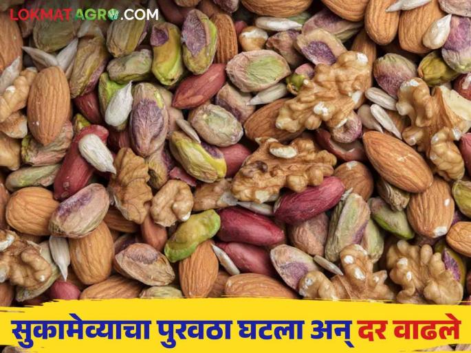 Dry Fruits Market: Due to decrease in imports this year, cashew nuts will be in short supply and almonds will arrive after Diwali | Dry Fruits Market : यंदा आयात घटल्याने काजू तुटवडा तर दिवाळीनंतर पोहोचणार बदाम Dry Fruits Market: Due to decrease in imports this year, cashew nuts will be in short supply and almonds will arrive after Diwali | Dry Fruits Market : यंदा आयात घटल्याने काजू तुटवडा तर दिवाळीनंतर पोहोचणार बदाम