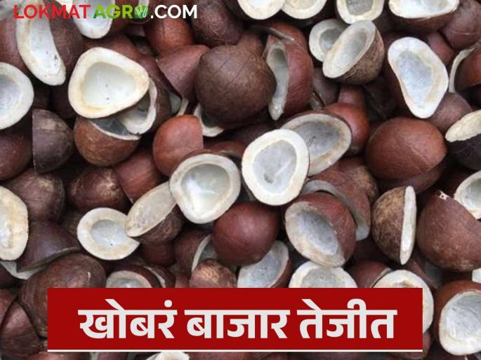 latest news Coconut Market: Coconut market is booming, are farmers getting any relief? Read in detail | Coconut Market : खोबरा बाजार तेजीत, शेतकऱ्यांना तरी दिलासा मिळतोय का? वाचा सविस्तर latest news Coconut Market: Coconut market is booming, are farmers getting any relief? Read in detail | Coconut Market : खोबरा बाजार तेजीत, शेतकऱ्यांना तरी दिलासा मिळतोय का? वाचा सविस्तर