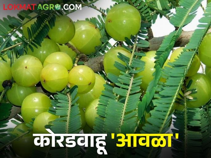 Aonla crop is a boon to dryland farming with less water | कमी पाण्यात येणारं कोरडवाहू शेतीला वरदान असणारं आवळा पिक Aonla crop is a boon to dryland farming with less water | कमी पाण्यात येणारं कोरडवाहू शेतीला वरदान असणारं आवळा पिक