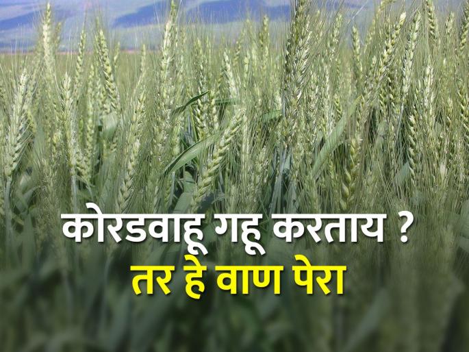 Which variety to choose for dryland wheat cultivation? | कोरडवाहू गहू लागवडीसाठी कोणते वाण निवडाल? Which variety to choose for dryland wheat cultivation? | कोरडवाहू गहू लागवडीसाठी कोणते वाण निवडाल?