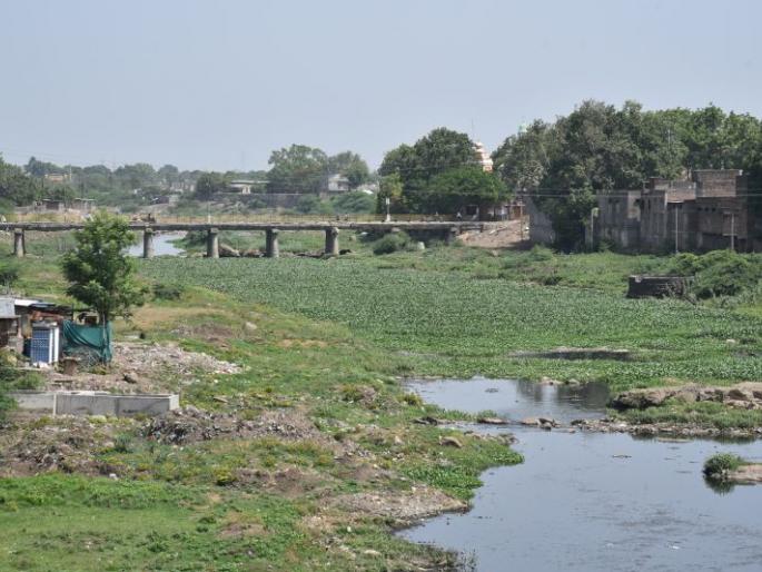 Environment Special : suffocating breath of Morna river | Environment Special : जलकुंभीचा फास, मोर्णा नदीचा गुदमरतोय श्वास Environment Special : suffocating breath of Morna river | Environment Special : जलकुंभीचा फास, मोर्णा नदीचा गुदमरतोय श्वास
