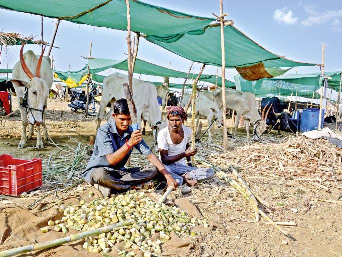 live report from Maharashtra Cattle camps, not only cattle but young boys & girls also living in these camps, fight with drought. | मुक्काम पोस्ट मेडशिंगी : जिंदगीभर मर-मरून आमच्या मायबापानं काय कमवलं? live report from Maharashtra Cattle camps, not only cattle but young boys & girls also living in these camps, fight with drought. | मुक्काम पोस्ट मेडशिंगी : जिंदगीभर मर-मरून आमच्या मायबापानं काय कमवलं?