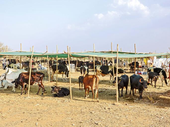 fodder camp in Mhaswad saving cattle and farmers in drought | जनावरं आणि माणसं जगवणारी छावणी!