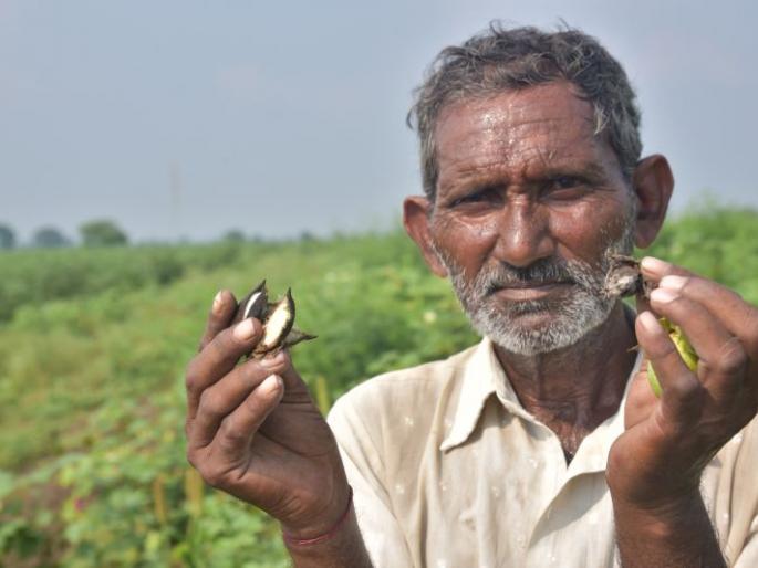 Announcement of help should not fail like previous | ‘बोंडअळी’प्रमाणे मदतीची घोषणा फोल ठरू नये!