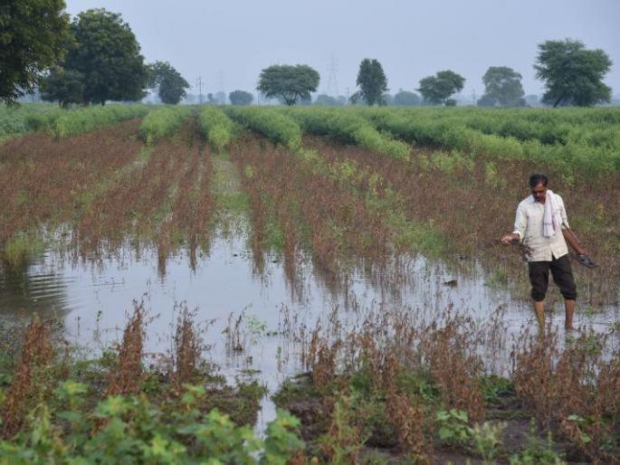 Crops damaged, due to heavy rain in Akola | पिके खल्लास; शेतकरी खचला! Crops damaged, due to heavy rain in Akola | पिके खल्लास; शेतकरी खचला!