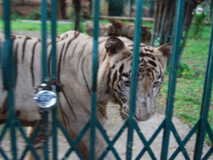 Elephants lost, wagh ever? | हत्ती सुटले, वाघ कधी? Elephants lost, wagh ever? | हत्ती सुटले, वाघ कधी?