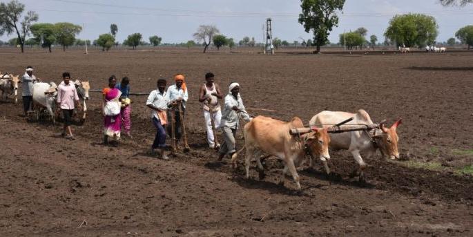 Farmers busy in sowing in Lonar taluka | लोणार तालुक्यात पेरणीची लगबग