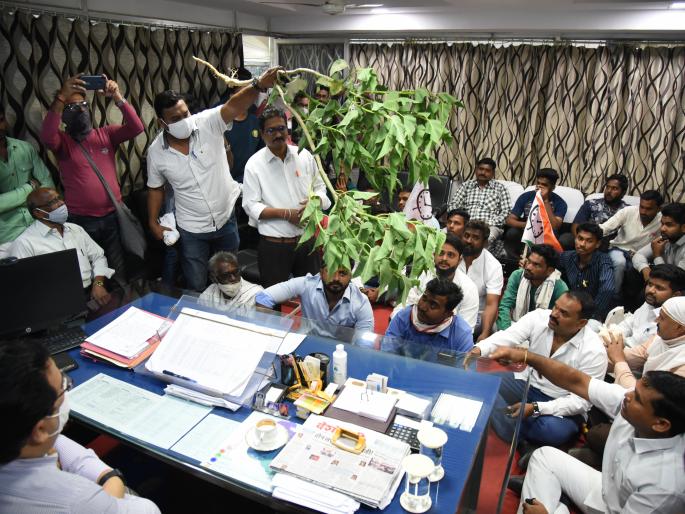 CCI will also buy cotton beyond the limit; Success to the Nationalist Youth Congress movement | मर्यादेपेक्षा जास्त कापसाचीही सीसीआय करणार खरेदी; राष्ट्रवादी युवक काँग्रेसच्या आंदाेलनाला यश  CCI will also buy cotton beyond the limit; Success to the Nationalist Youth Congress movement | मर्यादेपेक्षा जास्त कापसाचीही सीसीआय करणार खरेदी; राष्ट्रवादी युवक काँग्रेसच्या आंदाेलनाला यश