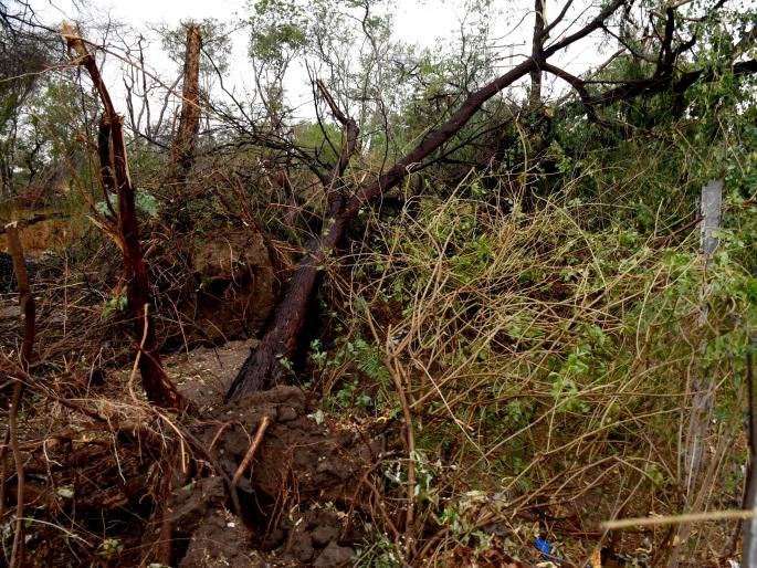 Around 100 trees fell in the office of the Superintendent of Police and the area | पोलीस अधीक्षक कार्यालय आणि परिसरात सुमारे शंभर वृक्ष जमीनदोस्त