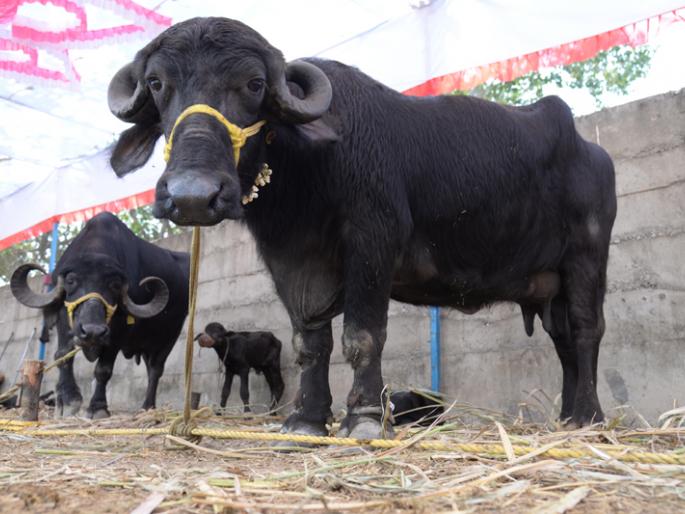 Livestock cows from Rajasthan, Gujarat at Solapur cattle market | राजस्थान, गुजरातमधून आलेल्या गीर गायीं सोलापूरच्या जनावर बाजारात Livestock cows from Rajasthan, Gujarat at Solapur cattle market | राजस्थान, गुजरातमधून आलेल्या गीर गायीं सोलापूरच्या जनावर बाजारात