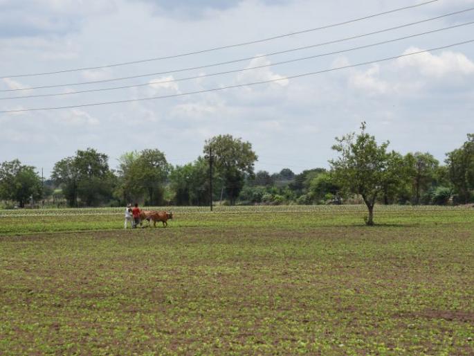 Sowing on an average of 70.74 per cent area in the state | राज्यात सरासरी ७०.७४ टक्के क्षेत्रावर पेरणी