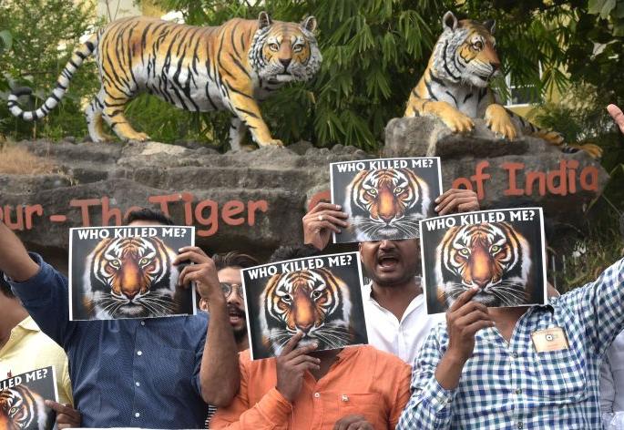 Youth Congress protests in Nagpur protest against the killing of Avani Waghini | अवनी वाघिणीला ठार करण्याच्या निषेधार्थ नागपुरात युवा काँग्रेसची निदर्शने