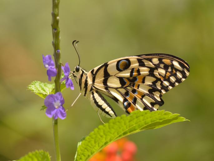 The life cycle of butterflies and their behavior can be experienced on the terrace | पुणेकराची कमाल! घराच्या टेरेसवर फुलपाखरू गार्डनचे संवर्धन The life cycle of butterflies and their behavior can be experienced on the terrace | पुणेकराची कमाल! घराच्या टेरेसवर फुलपाखरू गार्डनचे संवर्धन