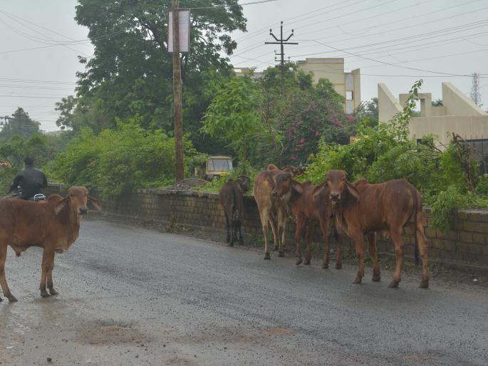 A fierce battle of cattle in the streets of Akola city | कोंडवाड्यांचा पत्ता नाही; अकोला शहरातील रस्त्यांवर मोकाट गुरांचा उच्छाद A fierce battle of cattle in the streets of Akola city | कोंडवाड्यांचा पत्ता नाही; अकोला शहरातील रस्त्यांवर मोकाट गुरांचा उच्छाद
