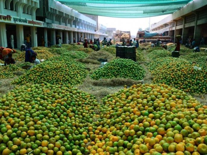 Quality Ambia Orange is getting good price | दर्जेदार आंबिया संत्र्याला मिळत आहे चांगला भाव; नागपुरात दररोज ४०० टन संत्र्यांची आवक Quality Ambia Orange is getting good price | दर्जेदार आंबिया संत्र्याला मिळत आहे चांगला भाव; नागपुरात दररोज ४०० टन संत्र्यांची आवक