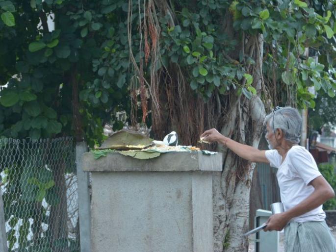 Waiting for the crows in the pitrupaksha | काकस्पर्श होईना... पितृपक्षात कावळ्यांची प्रतीक्षा Waiting for the crows in the pitrupaksha | काकस्पर्श होईना... पितृपक्षात कावळ्यांची प्रतीक्षा