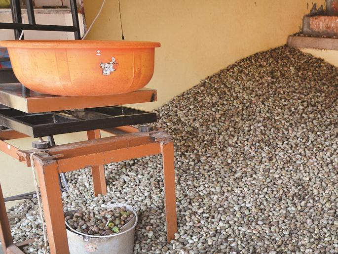 Incidence of thrips disease on cashew after mango crop in Ratnagiri | उत्पन्न मिळवून देणारं ‘पांढरं साेनं’ काळवंडलं; रत्नागिरीत आंबा पिकापाठोपाठ काजूवर थ्रीप्स रोगाचा प्रादुर्भाव Incidence of thrips disease on cashew after mango crop in Ratnagiri | उत्पन्न मिळवून देणारं ‘पांढरं साेनं’ काळवंडलं; रत्नागिरीत आंबा पिकापाठोपाठ काजूवर थ्रीप्स रोगाचा प्रादुर्भाव