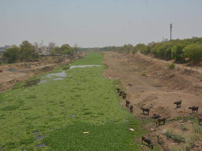 Morna river bed polluted again; mosquitoes increased! | मोर्णेच्या पात्रात पुन्हा जलकुंभी; डासांची पैदास वाढली! Morna river bed polluted again; mosquitoes increased! | मोर्णेच्या पात्रात पुन्हा जलकुंभी; डासांची पैदास वाढली!
