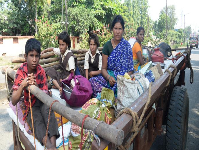 The parents taught the lacrosse children; Now the graduates are going to cut their sugarcane even without a job! | ट्रॉलीवरचा संसार; आई-वडिलांनी फडात राबून लेकरांना शिकविले; आता नोकरीअभावी पदवीधरही ऊस तोडायलाच निघाले ! The parents taught the lacrosse children; Now the graduates are going to cut their sugarcane even without a job! | ट्रॉलीवरचा संसार; आई-वडिलांनी फडात राबून लेकरांना शिकविले; आता नोकरीअभावी पदवीधरही ऊस तोडायलाच निघाले !