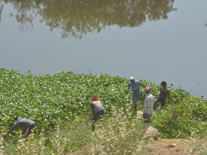 After all, start to remove the water plants in Morna river | अखेर मोर्णा पात्रातील जलकुंभी काढण्यास प्रारंभ After all, start to remove the water plants in Morna river | अखेर मोर्णा पात्रातील जलकुंभी काढण्यास प्रारंभ