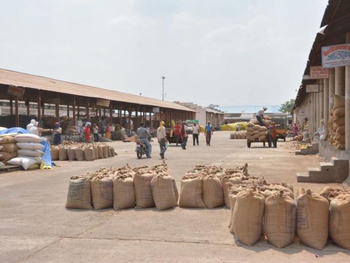 Akola APMC : The arrival of grain decreased; The rates have dropped! | बाजार समितीत धान्याची आवक घटली; दरही घसरले! Akola APMC : The arrival of grain decreased; The rates have dropped! | बाजार समितीत धान्याची आवक घटली; दरही घसरले!
