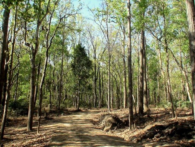 152 vacancies for RFOs in the state; Ignoring the wildlife department | राज्यात आरएफओंची १५२ पदे रिक्त; वन्यजीव विभागाकडे दुर्लक्ष 152 vacancies for RFOs in the state; Ignoring the wildlife department | राज्यात आरएफओंची १५२ पदे रिक्त; वन्यजीव विभागाकडे दुर्लक्ष