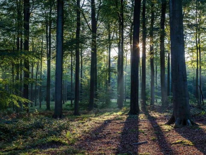 Encroachment on 21 hectares of forest land was removed | २१ हेक्टर वन जमिनीवरील अतिक्रमण हटविले Encroachment on 21 hectares of forest land was removed | २१ हेक्टर वन जमिनीवरील अतिक्रमण हटविले