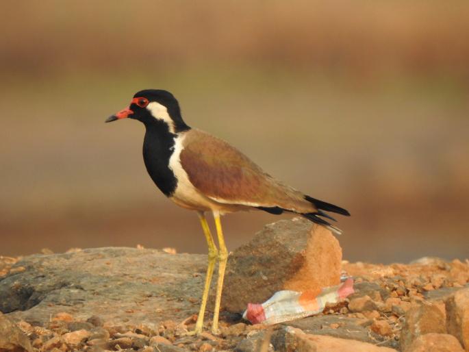 Let's see the birds: Peon Bulbul, Thipekwala Pingala and many more ... | चला, पक्षी पाहुया : शिपाई बुलबुल, ठिपेकवाला पिंगळा आणि बरचं काही... Let's see the birds: Peon Bulbul, Thipekwala Pingala and many more ... | चला, पक्षी पाहुया : शिपाई बुलबुल, ठिपेकवाला पिंगळा आणि बरचं काही...
