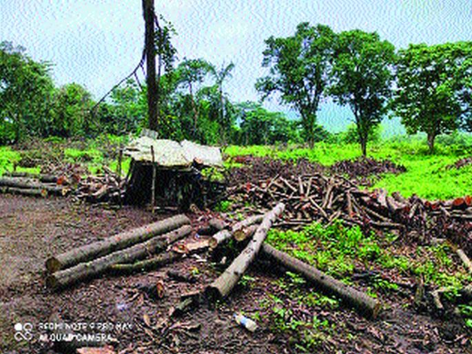 29 trees were cut down on private land | खासगी जमिनीवरील २९ झाडे तोडली 29 trees were cut down on private land | खासगी जमिनीवरील २९ झाडे तोडली