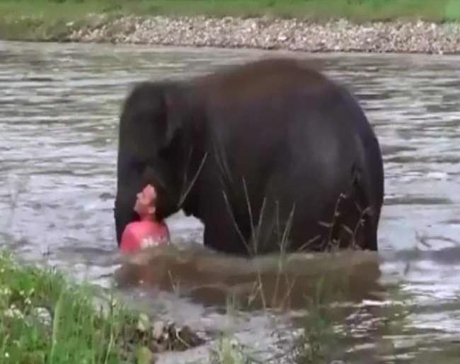 Video: baby elephant plunges into river after seeing drowning man | Video : 'हाथी मेरे साथी', बुडणाऱ्या माणसाला पाहून वाहत्या पाण्यात उतरले हत्तीचे पिल्लू Video: baby elephant plunges into river after seeing drowning man | Video : 'हाथी मेरे साथी', बुडणाऱ्या माणसाला पाहून वाहत्या पाण्यात उतरले हत्तीचे पिल्लू