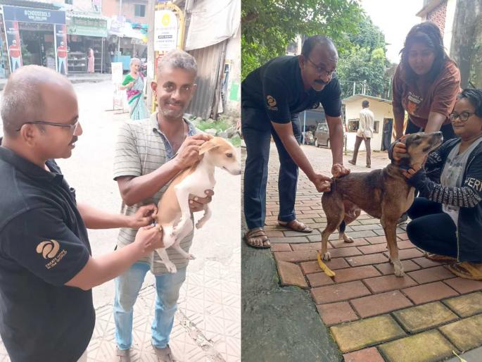 Anti-rabies vaccination of 500 stray dogs in Badlapur city | बदलापूर शहरातील ५०० भटक्या कुत्र्यांचे अँटी रेबिज प्रतिबंधक लसीकरण Anti-rabies vaccination of 500 stray dogs in Badlapur city | बदलापूर शहरातील ५०० भटक्या कुत्र्यांचे अँटी रेबिज प्रतिबंधक लसीकरण