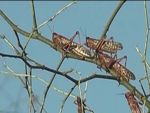 The need for sound research to prevent locusts | टोळधाड रोखण्यासाठी सुदृढ संशोधनाची गरज The need for sound research to prevent locusts | टोळधाड रोखण्यासाठी सुदृढ संशोधनाची गरज