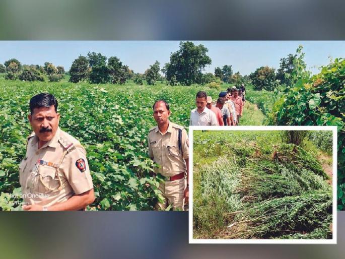 the police seized a tractor full of ganja on second day too; One person passed out while the action was going on | दुसऱ्या दिवशीही पोलिसांनी जप्त केला ट्रॅक्टरभर गांजा; कारवाई सुरू असताना एक जण पसार the police seized a tractor full of ganja on second day too; One person passed out while the action was going on | दुसऱ्या दिवशीही पोलिसांनी जप्त केला ट्रॅक्टरभर गांजा; कारवाई सुरू असताना एक जण पसार
