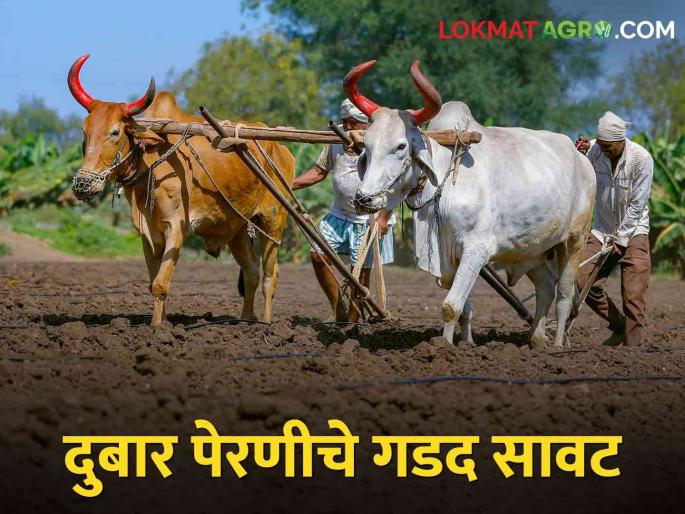 Darkness of double sowing; It is believed that due to increasing summer, crops are falling | दुबार पेरणीचे गडद सावट; वाढत्या उन्हामुळे पिकं टाकताहेत माना