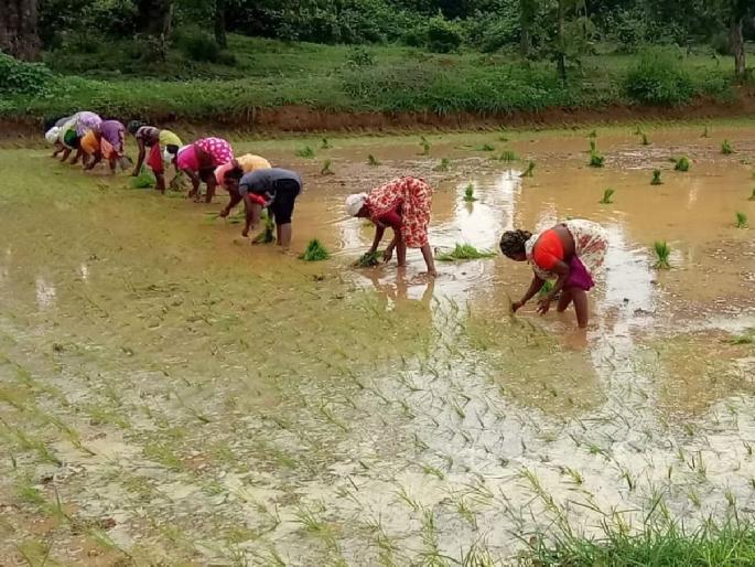 Due to late rains, 60 lakh hectares of sowing remains in the state | उशिरा पाऊस आल्याने राज्यात ६० लाख हेक्टर पेरणी शिल्लक