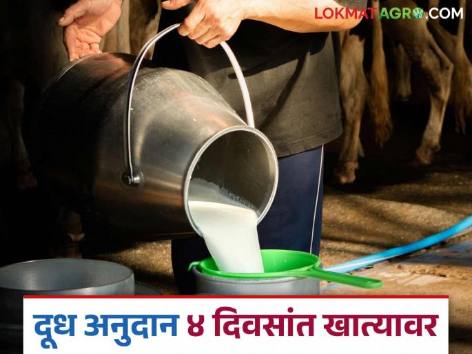 Dudh Anudan : Milk producers will receive the overdue subsidy in next week | Dudh Anudan : दूध उत्पादक शेतकऱ्यांचे थकीत अनुदान पुढील आठवड्यात मिळणार Dudh Anudan : Milk producers will receive the overdue subsidy in next week | Dudh Anudan : दूध उत्पादक शेतकऱ्यांचे थकीत अनुदान पुढील आठवड्यात मिळणार