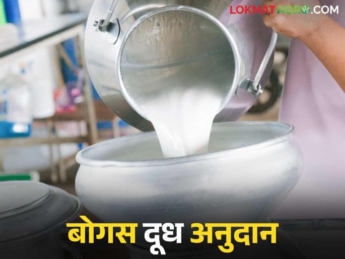 After the increase in milk subsidy, milk institutions suddenly increased; What is the matter? Read in detail | दूध अनुदान वाढीनंतर अचानक दूध संस्थाही वाढल्या; काय आहे प्रकरण? वाचा सविस्तर