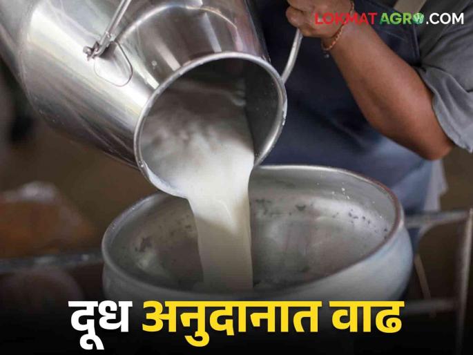 Dudh Anudan : Increase in milk subsidy From 1st October it is mandatory to pay the rate per liter to the milk unions | Dudh Anudan : दुध अनुदानात वाढ.. १ ऑक्टोबरपासून दूध संघांनी प्रति लिटर इतका दर देणे बंधनकारक Dudh Anudan : Increase in milk subsidy From 1st October it is mandatory to pay the rate per liter to the milk unions | Dudh Anudan : दुध अनुदानात वाढ.. १ ऑक्टोबरपासून दूध संघांनी प्रति लिटर इतका दर देणे बंधनकारक