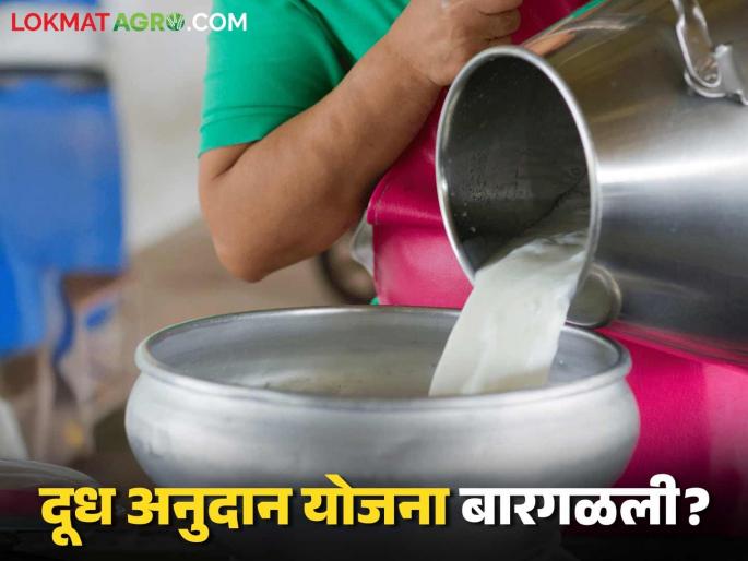 Dudh Anudan : State government milk subsidy scheme on or off? Will the remaining subsidy be available? | Dudh Anudan : राज्य सरकारची दूध अनुदान योजना चालू की बंद? उरलेलं अनुदान मिळणार का? Dudh Anudan : State government milk subsidy scheme on or off? Will the remaining subsidy be available? | Dudh Anudan : राज्य सरकारची दूध अनुदान योजना चालू की बंद? उरलेलं अनुदान मिळणार का?