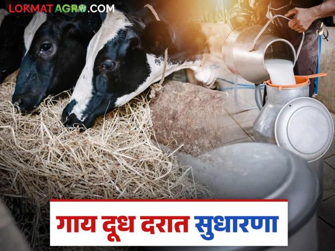 Dudh Dar Vadh : Will the price of cow's milk increase? Internationally, the prices of milk powder and butter have increased | Dudh Dar Vadh : दूध दर वाढणार? आंतरराष्ट्रीय पातळीवर दूध पावडर व बटरचे दर वाढले Dudh Dar Vadh : Will the price of cow's milk increase? Internationally, the prices of milk powder and butter have increased | Dudh Dar Vadh : दूध दर वाढणार? आंतरराष्ट्रीय पातळीवर दूध पावडर व बटरचे दर वाढले