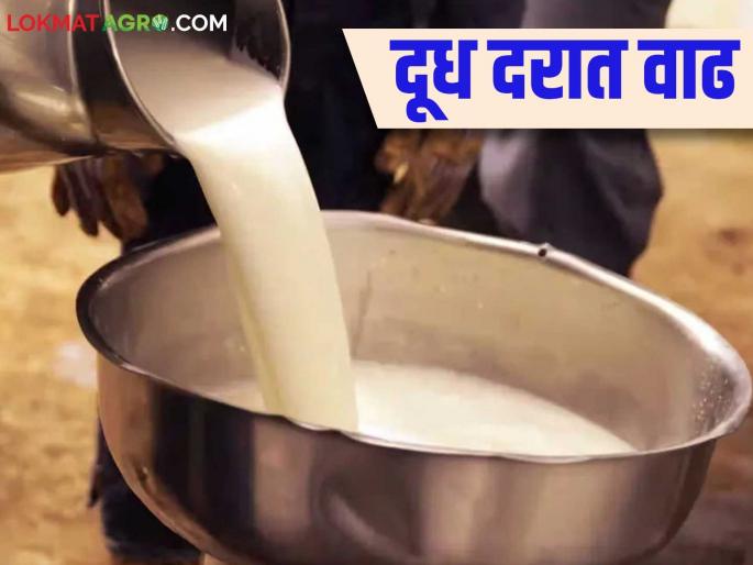 Dudh Dar : Relief for milk producers in the state; Cow's milk purchase price is increasing | Dudh Dar : राज्यातील दूध उत्पादकांना दिलासा; गायीच्या दुध खरेदी दरात होतेय वाढ